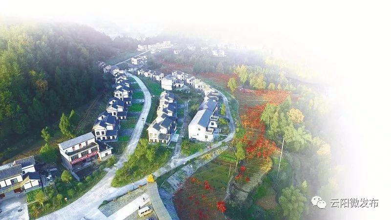云阳县农业信息网:引领乡村信息化革命